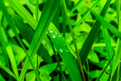 夏日里的青翠生机