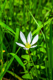 夏日里的青翠生机