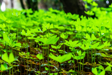 夏日里的青翠生机