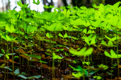 夏日里的青翠生机