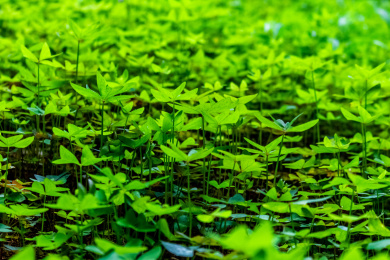 夏日里的青翠生机