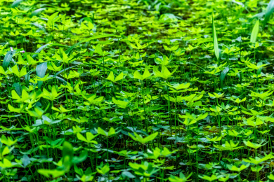 夏日里的青翠生机