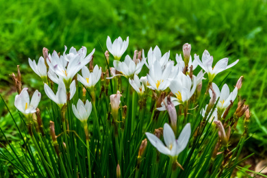 夏日里的青翠生机