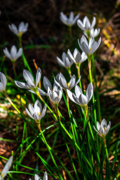 夏日里的青翠生机