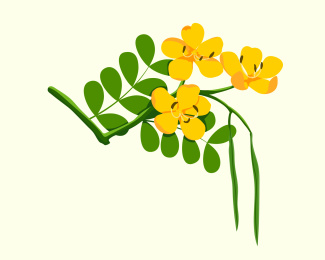 双莱决明