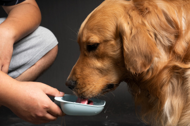 主人在喂养金毛狗