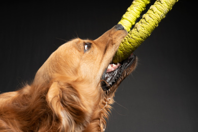 主人在跟金毛狗玩耍