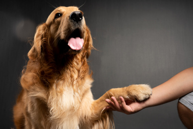 主人跟金毛狗握手