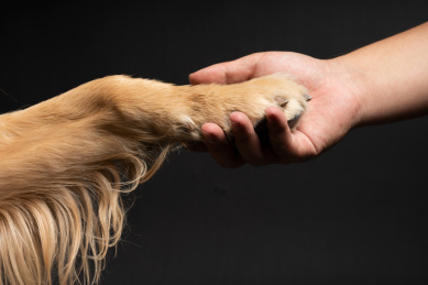 主人跟金毛狗握手