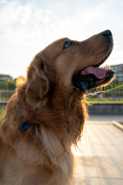 主人在遛宠物狗