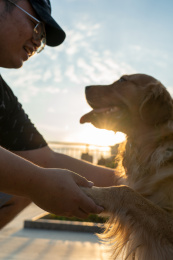 主人在抚摸金毛狗