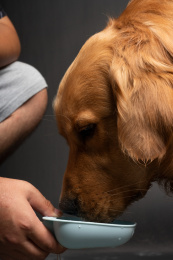 主人在喂养金毛狗