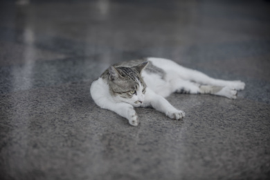狸花流浪猫