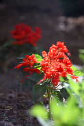 串串红花