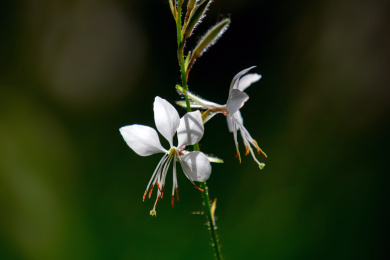 白色山桃草花