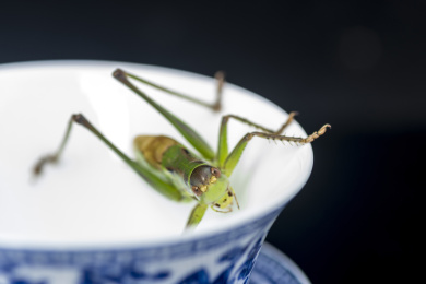 螽斯科大型鸣虫昆虫蝈蝈特写
