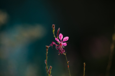 红色山桃草花