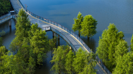 浙江省杭州市临安青山湖水上森林