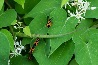 停息在枝叶上的蝽