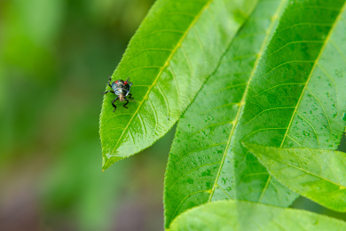 叶上昆虫特写镜头