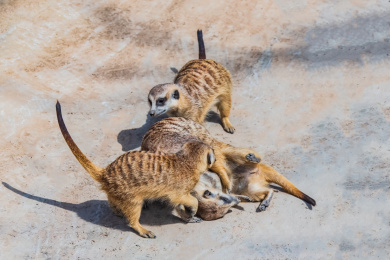中国城市野生动物园狐獴饲养放生区