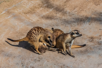 中国城市野生动物园狐獴饲养放生区