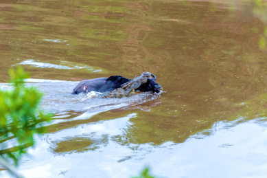 非洲肯尼亚马赛马拉马拉河鳄鱼猎杀渡河角马