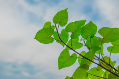 白昼低角度拍摄植物在蓝天白云下茁壮生长