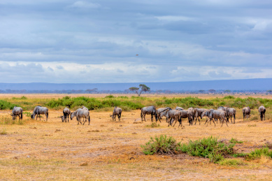 非洲肯尼亚安博塞利的野生角马群