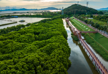 广东台山红树林鸟类自然保护区