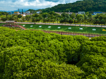 广东台山红树林鸟类自然保护区