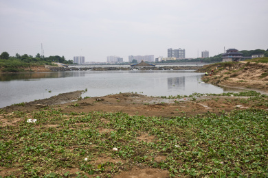 举水橡胶坝下游河滩上的水葫芦