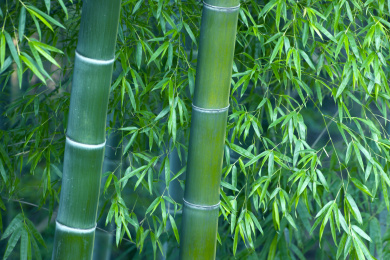 重庆市永川区茶山竹海风景区竹海