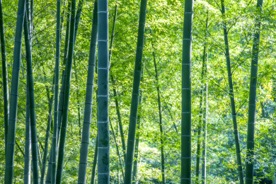 重庆市永川区茶山竹海风景区竹海