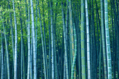 重庆市永川区茶山竹海风景区竹海