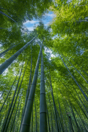 重庆市永川区茶山竹海风景区竹海