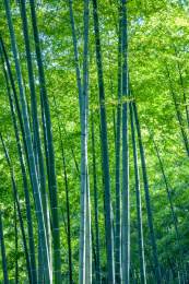 重庆市永川区茶山竹海风景区竹海