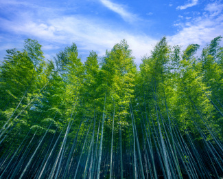 重庆市永川区茶山竹海风景区竹海
