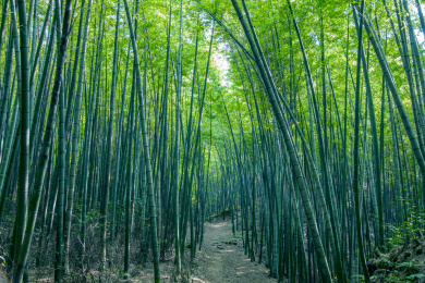 重庆市永川区茶山竹海风景区竹海
