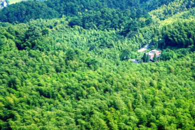 重庆市永川区茶山竹海风景区竹海