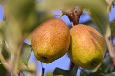 枝头成熟的大鸭梨