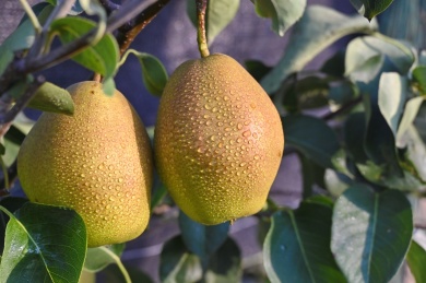 枝头成熟的大鸭梨