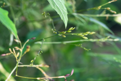 夏天中药种植园生长的糠稷