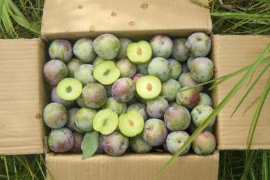 新鲜现摘的五月脆