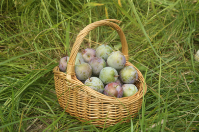 新鲜现摘的五月脆