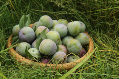 新鲜现摘的五月脆