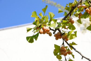 户外蓝天下的银杏树上结满银杏果