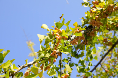 户外蓝天下的银杏树上结满银杏果