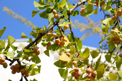 户外蓝天下的银杏树上结满银杏果