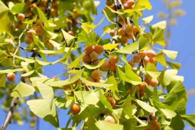 户外蓝天下的银杏树上结满银杏果